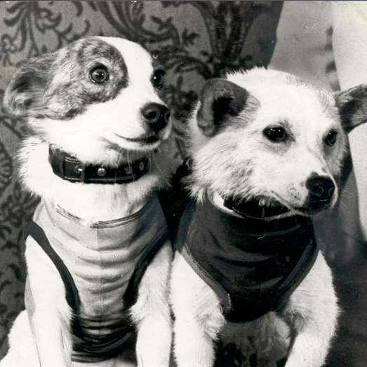 Белка и Стрелка