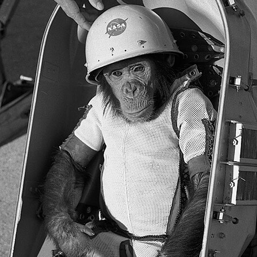 Шимпанзе Хэм