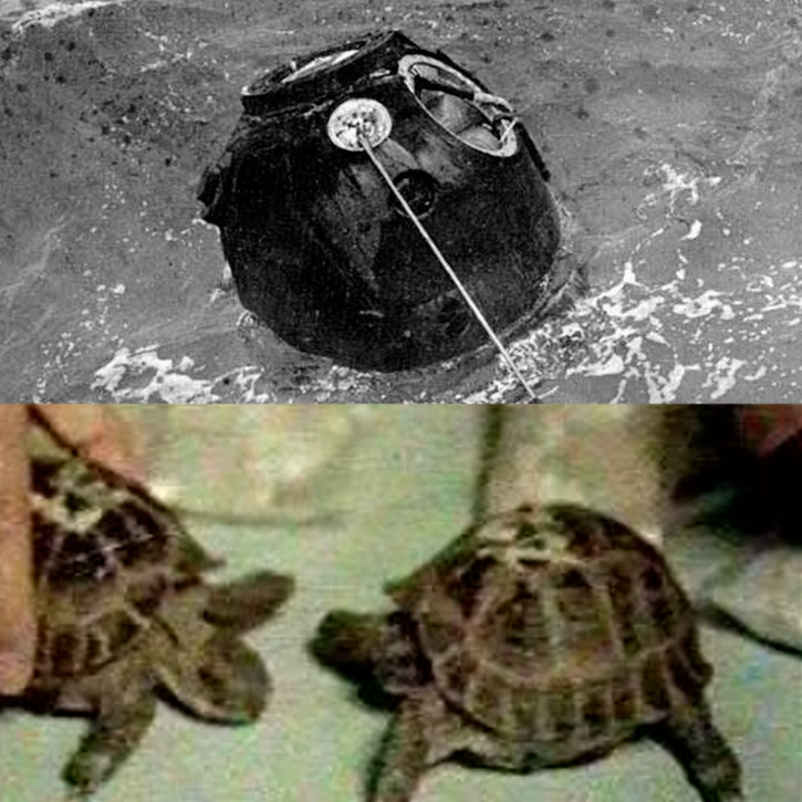 Черепахи в космосе