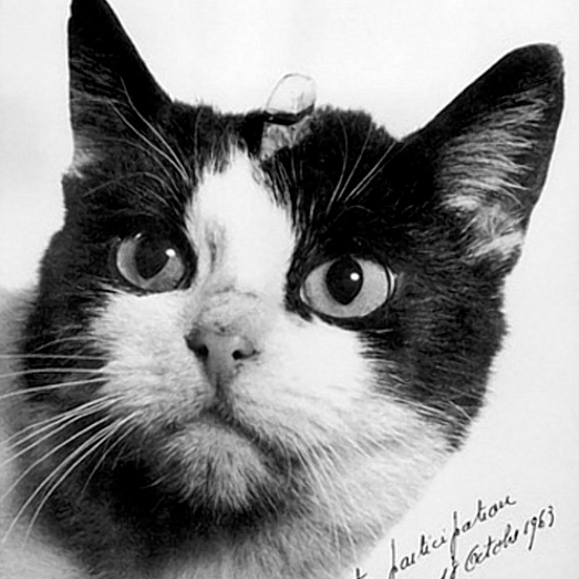 Кошка Фелисетт
